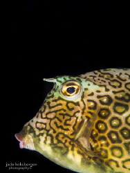 Pouty Honeycomb Cowfish (Acanthostracion polygonius) by Jade Hoksbergen 